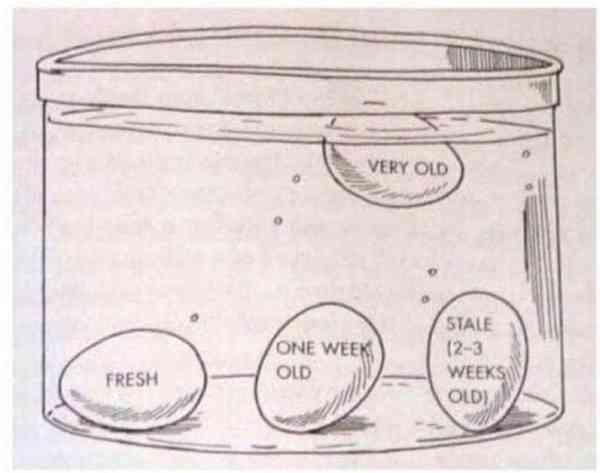 The 30-Second Water Test to Check If Your Eggs Are Still Fresh | MirrorLog